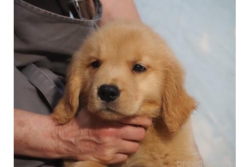 販売中の山梨県のゴールデンレトリーバー-393316の7枚目